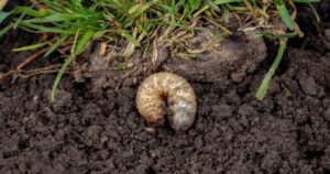 Grub infestation in lawn requiring treatment, animals digging