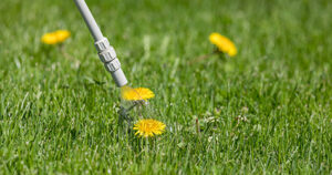 Technician spraying a lawn for dandelion outbreak, emphasizing lawn weed control.