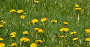 Dandelions growing in a lawn, highlighting the need for dandelion control.