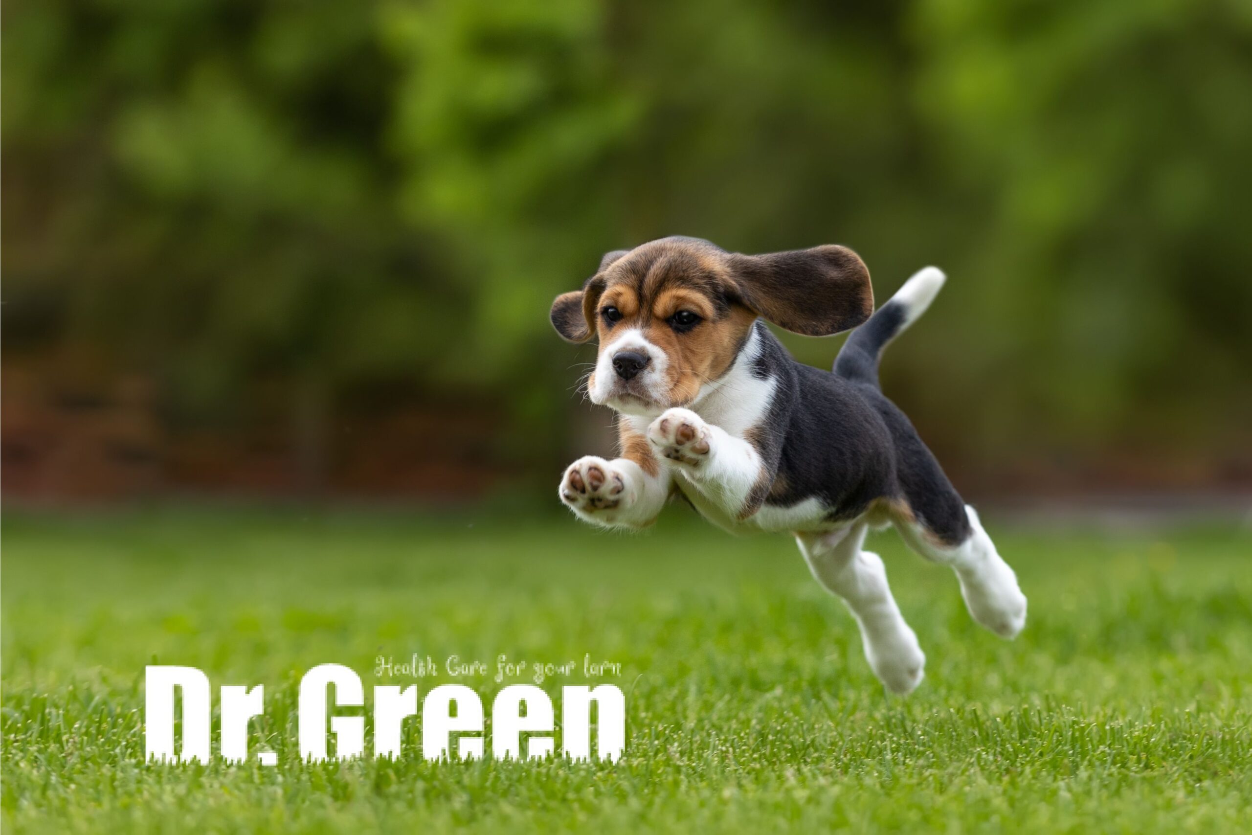 Happy puppy jumping on a lush green lawn