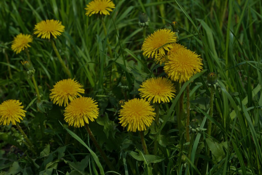 Dandelions growing in a lawn, highlighting the need for effective lawn weed control.
