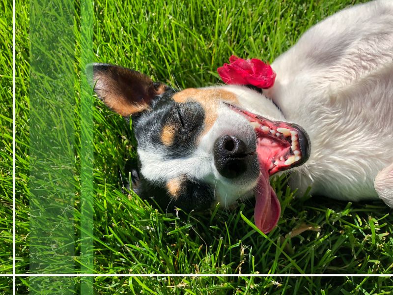Happy dog lying on a green, grub-free lawn after professional treatment