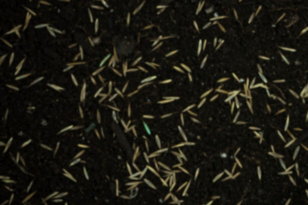 Fresh grass seed applied to soil for fall overseeding in lawn care.