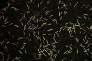 Fresh grass seed applied to soil for fall overseeding in lawn care.
