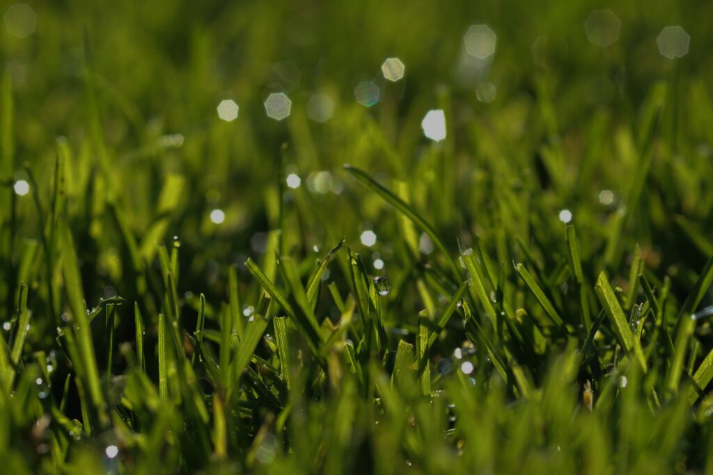 Perfect green grass maintained by Dr. Green Services with liquid aeration, ensuring healthy, weed-free lawns.