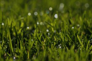 Perfect green grass maintained by Dr. Green Services with liquid aeration, ensuring healthy, weed-free lawns.