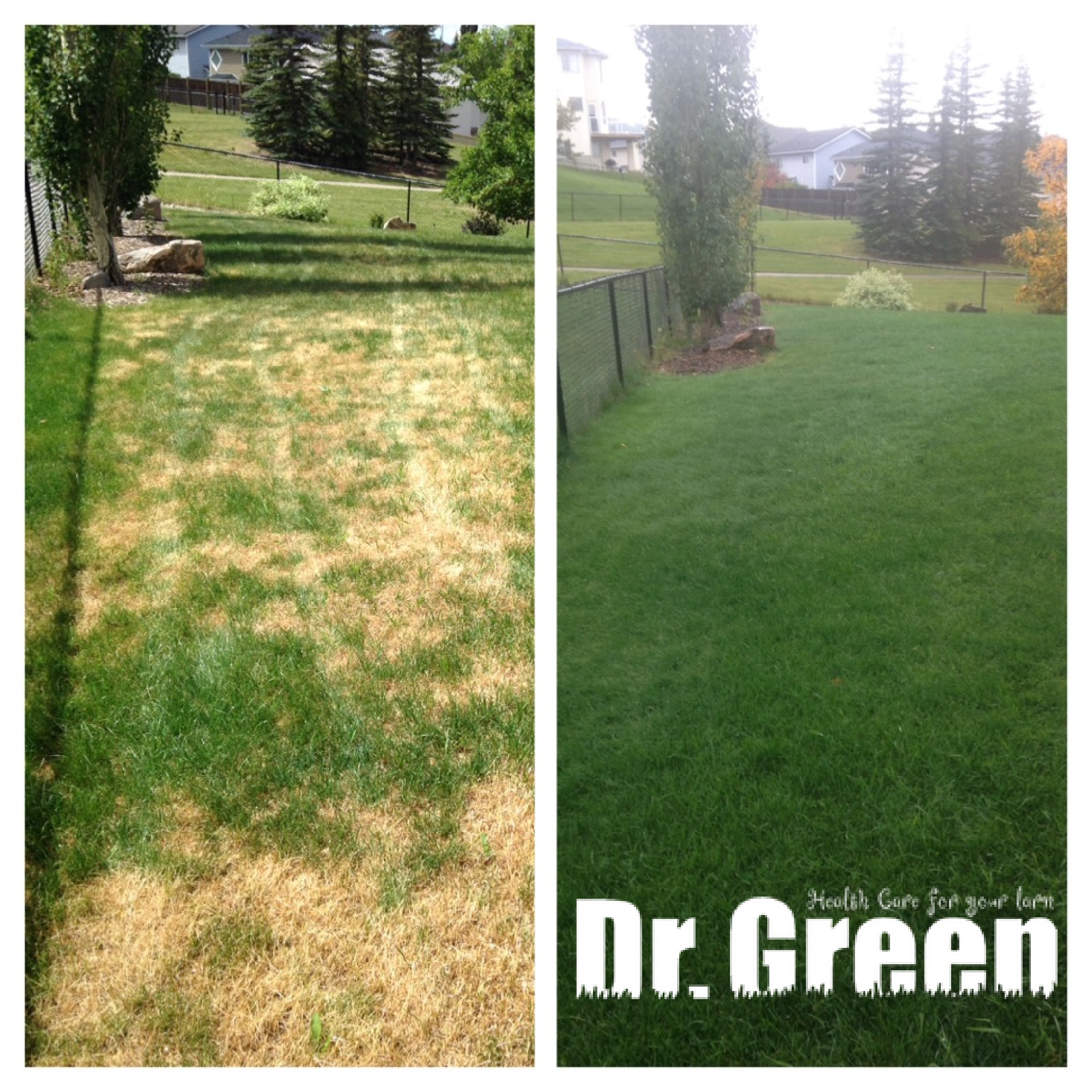 Before and after lawn overseeding transformation