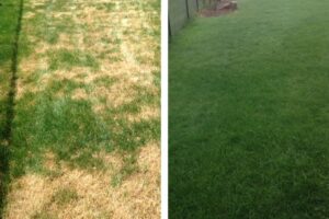A lawn that appears thin or patchy shows drastic improvement after liquid aeration, with healthier roots and vibrant grass. 