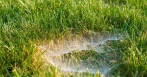 Close-up of dollar spot fungus affecting a lawn, highlighting the need for effective lawn care.