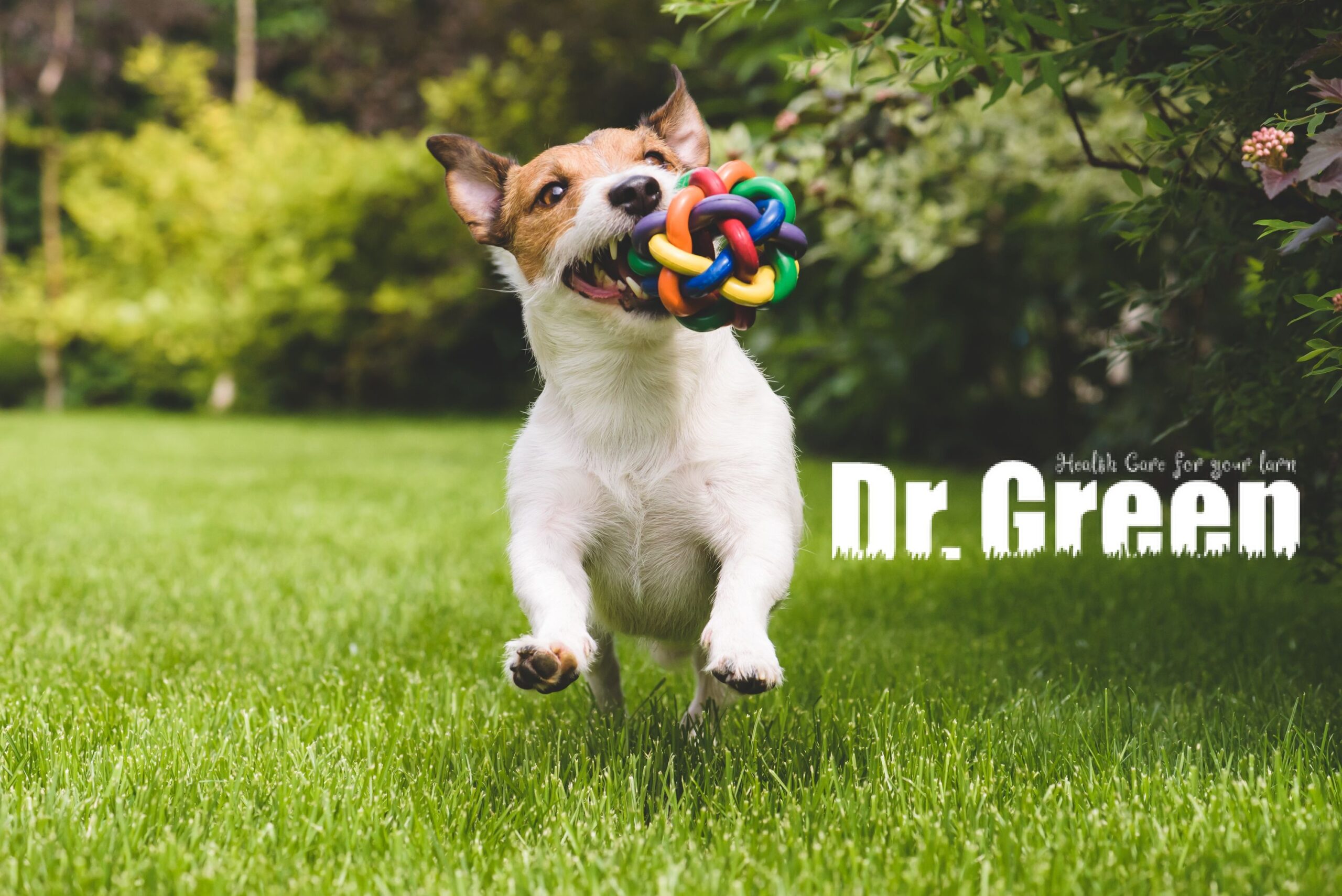 Dog playing with a toy on a lush insect-free lawn