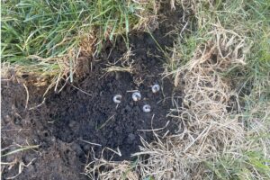 Grubs present in a lawn with the grass pulled back.
