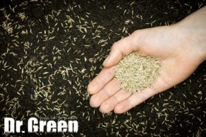 Hand holding grass seed and applying it to fresh soil for overseeding.