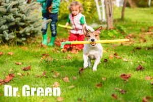 Family and their dog cleaning up leaves on a green and weed-free lawn before applying fall fertilizer, representing the best lawn care.