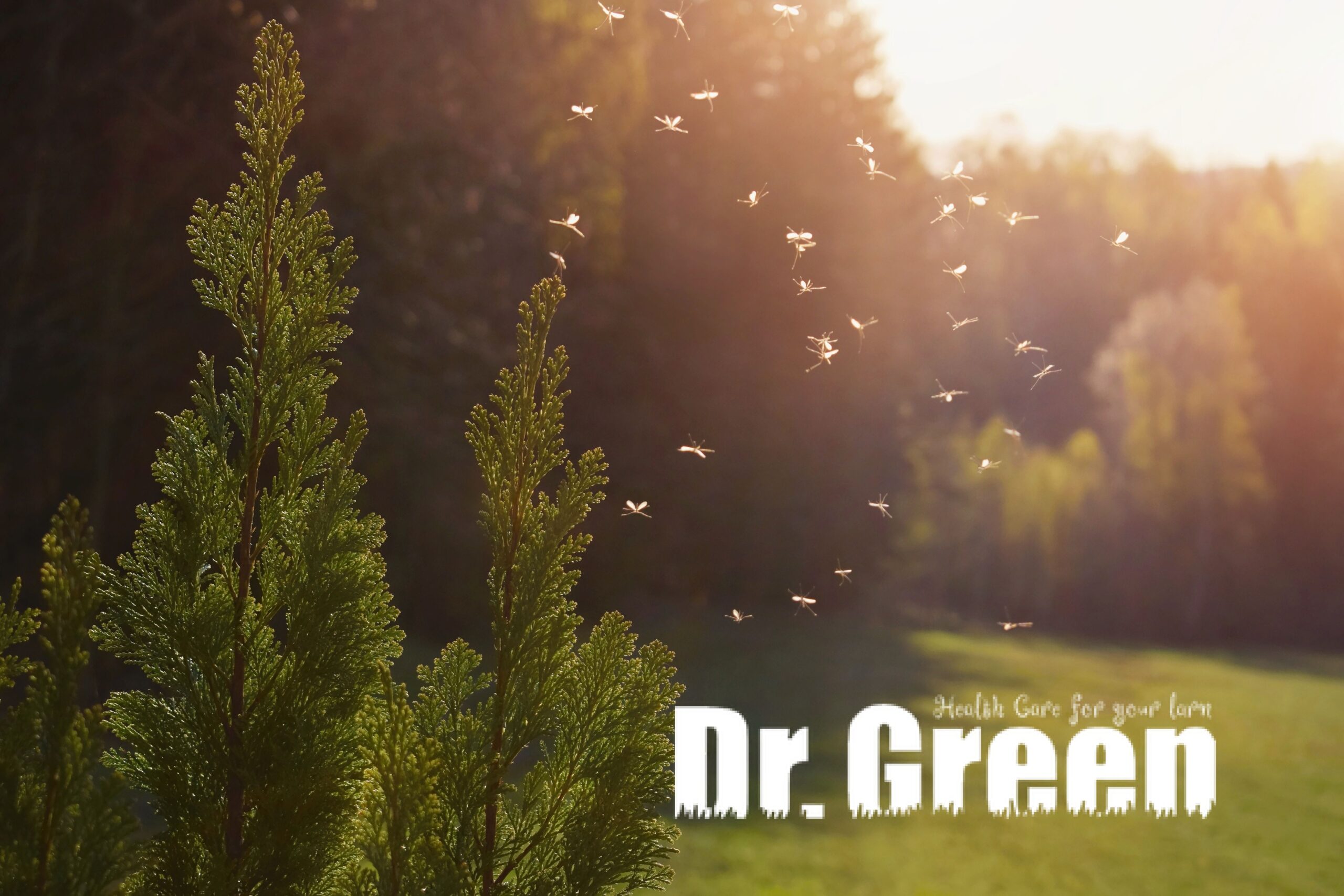 Mosquitoes and insects swarming around trees and shrubs at night, highlighting the need for effective mosquito control and tree and shrub care.