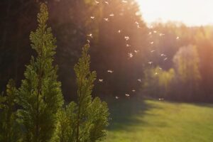 A swarm of mosquitoes highlighting the need for effective mosquito control.