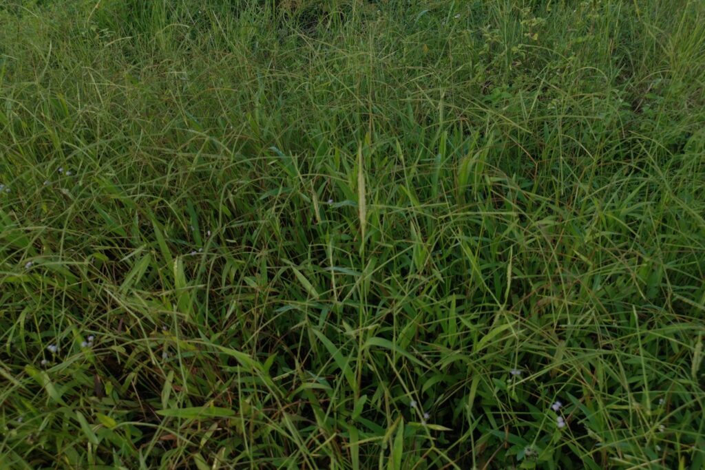 Dallisgrass in a lawn, highlighting the need for Dr. Green Services Dallisgrass control.