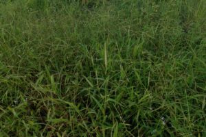 Dallisgrass in a lawn, highlighting the need for Dr. Green Services Dallisgrass control.