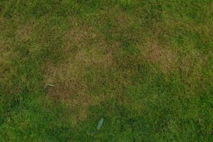 Brown grass caused by lawn fungus, showing the damage to turf health.