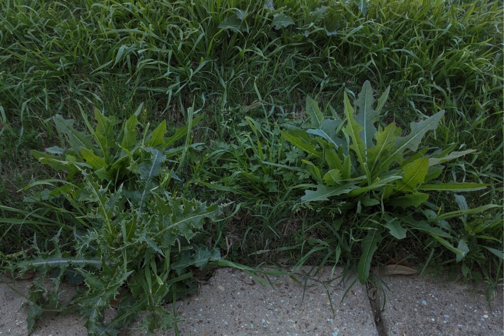 Thistle in the lawn, emphasizing the need for effective weed control and lawn care.