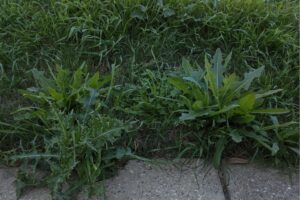Thistle in the lawn, emphasizing the need for effective weed control and lawn care.