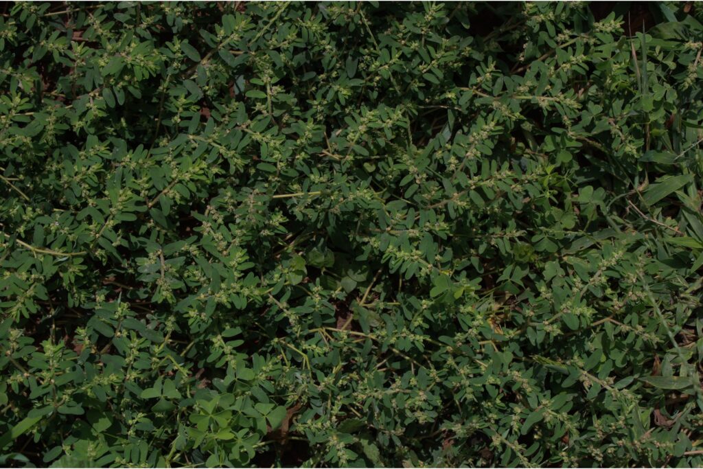 Patch of spotted spurge overtaking a lawn, highlighting the need for professional lawn care from Dr. Green Services.