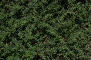 Patch of spotted spurge overtaking a lawn, highlighting the need for professional lawn care from Dr. Green Services.