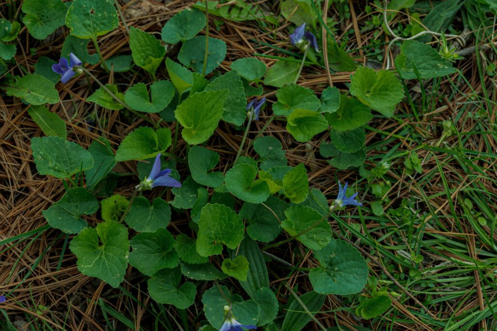 Heart-shaped leaves and purple flowers of wild violets in your lawn.