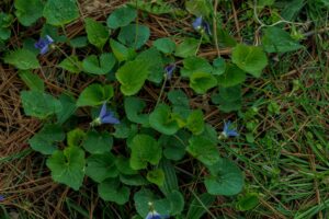 Heart-shaped leaves and purple flowers of wild violets in your lawn.