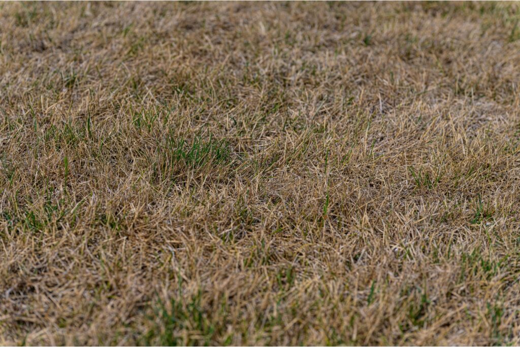 Brown dead grass due to turf-damaging insects, highlighting the need for proper lawn care and insect control.