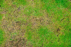 Chinch bug damage on a lawn, highlighting the need for professional care to maintain a healthy, green yard. 