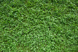 Patch of clover in a lawn, with Dr. Green Services offering help to remove it and restore a healthy lawn.