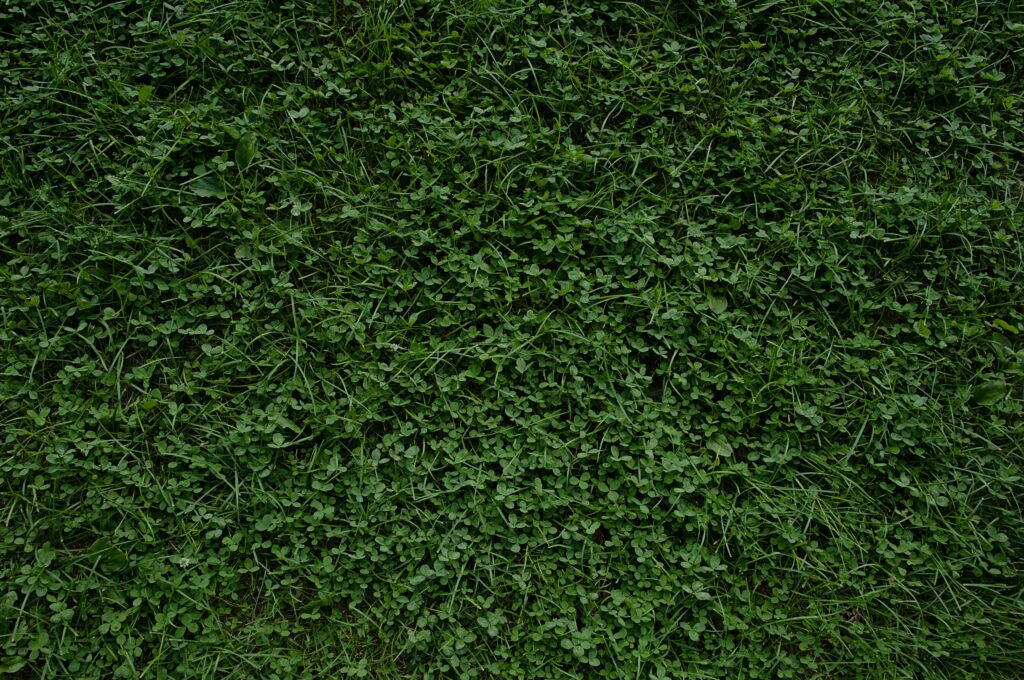 Patch of clover in a lawn, with Dr. Green Services offering help to remove it and restore a healthy lawn.