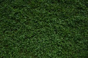 Patch of clover in a lawn, with Dr. Green Services offering help to remove it and restore a healthy lawn.