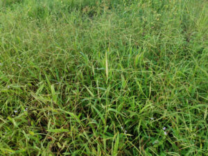 Dallisgrass in a lawn, highlighting the need for Dr. Green Services Dallisgrass control. 
