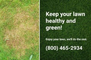 A patch of lawn showing signs of fungus damage, highlighting the need for expert treatment from Dr. Green Services to keep it healthy and green.