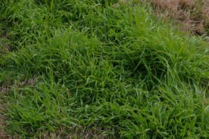Grassy weeds growing in a lawn, showing the need for Dr. Green Services' expert lawn care to achieve a green and weed-free lawn.