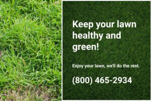 Grassy weeds growing in a lawn, showing the need for Dr. Green Services' expert lawn care to achieve a green and weed-free lawn. 