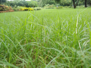 Nutsedge in a lawn, highlighting the need for professional nutsedge control from Dr. Green Services. 