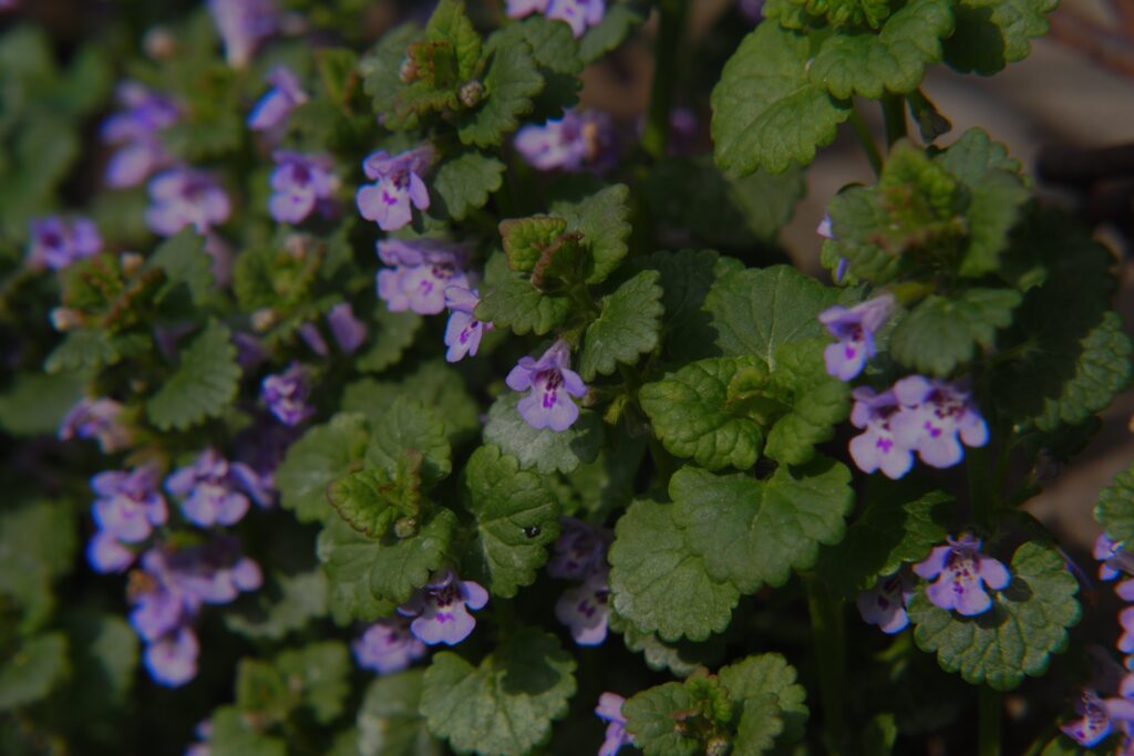 Creeping Charlie weed growing in a lawn, showing round, scalloped leaves and purple flowers.