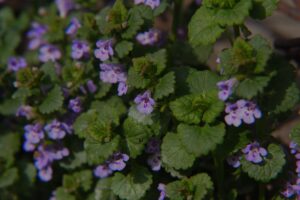 Creeping Charlie weed growing in a lawn, showing round, scalloped leaves and purple flowers.