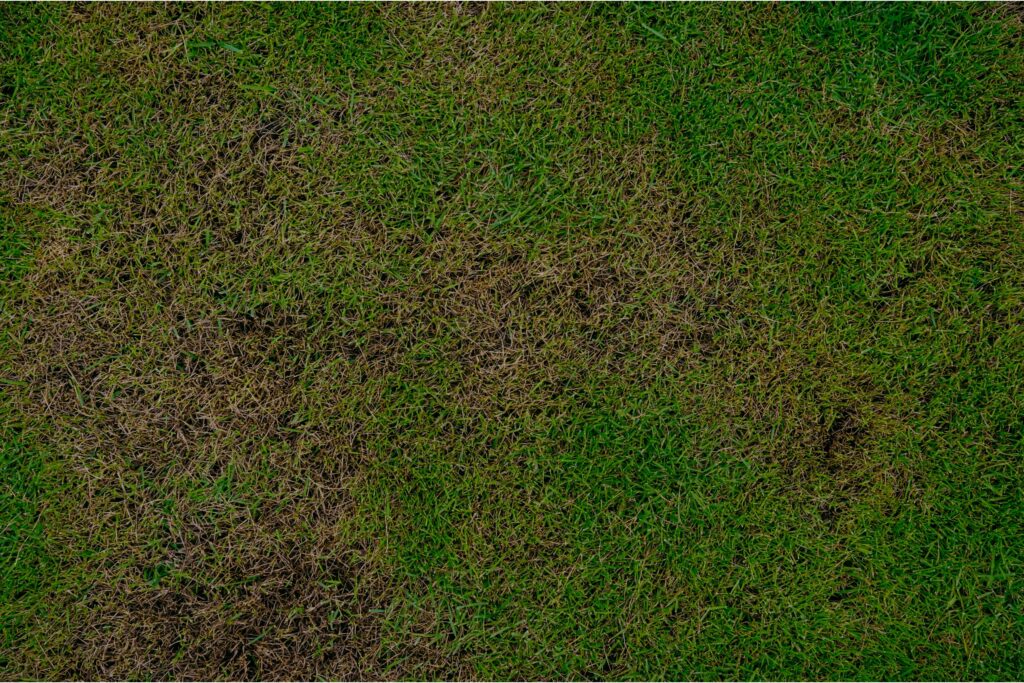 Chinch bug damage on a lawn, highlighting the need for professional care to maintain a healthy, green yard.
