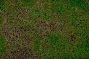 Chinch bug damage on a lawn, highlighting the need for professional care to maintain a healthy, green yard.