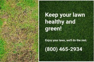 Chinch bug damage on a lawn, highlighting the need for professional care to maintain a healthy, green yard. 