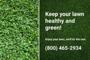 Clover patches in a lawn, showing the need for professional treatment to maintain a healthy and green lawn. 