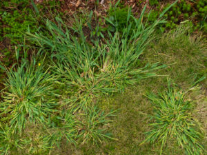 Crabgrass growing in a lawn, highlighting the need for Dr. Green Services' expert lawn care to eliminate weeds and maintain a green, weed-free lawn. 