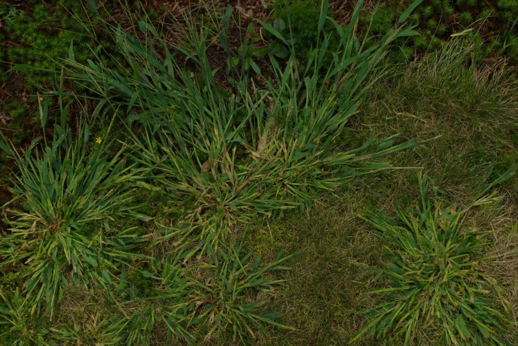 Crabgrass in a lawn, highlighting the need for effective crabgrass control to maintain a healthy lawn.