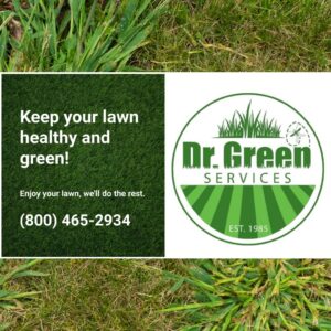 Crabgrass in a lawn, highlighting the need for effective crabgrass control to maintain a healthy lawn. 