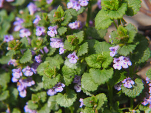 Creeping Charlie weed growing in a lawn, showing round, scalloped leaves and purple flowers.