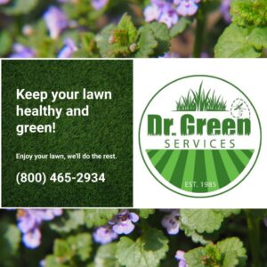 Creeping Charlie invading a lawn, emphasizing the need for professional weed control to maintain a healthy, green yard.
