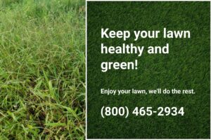 Dallisgrass in a lawn, highlighting the need for Dr. Green Services Dallisgrass control. 